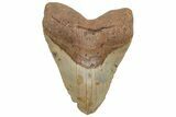 Huge, Fossil Megalodon Tooth - North Carolina #207992-1